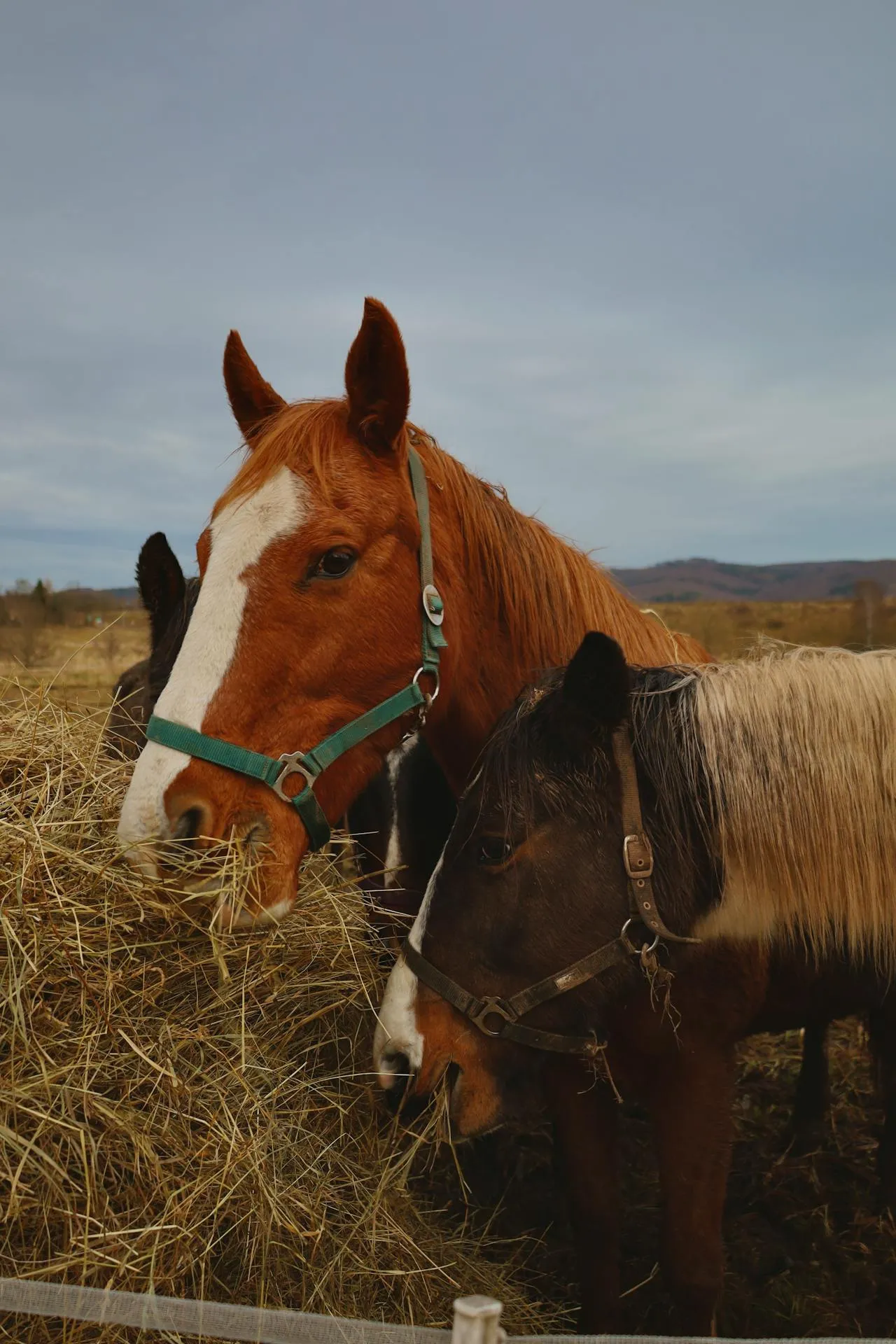 Portrait of cowgirl on a horse<br />
